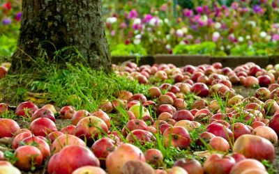 Tax Season Could Bring Opportunity